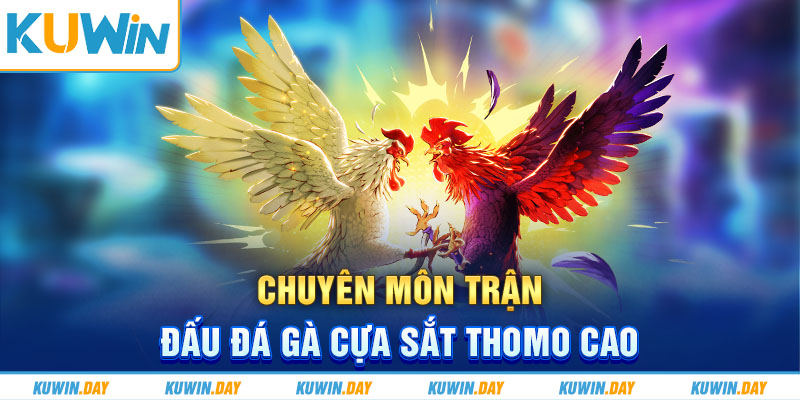 Chuyên môn trận đấu đá gà cựa sắt Thomo cao