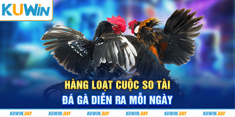 Hàng loạt cuộc so tài đá gà diễn ra mỗi ngày