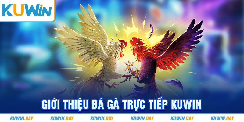 Giới thiệu đá gà trực tiếp KUWIN